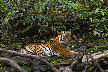 Bengal tiger (Panthera Tigris), Bandhavgarh National Park, Madhya Pradesh, India, Asia