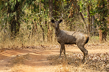 Bandhavgarh National Park, Madhya Pradesh, India, Asia