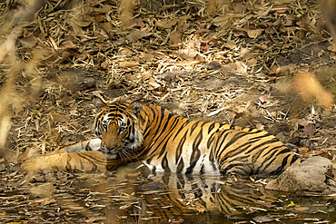 Bengal tiger (Panthera Tigris), Bandhavgarh National Park, Madhya Pradesh, India, Asia