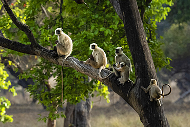 Common Langur (Semnopithecus Entellus), Bandhavgarh National Park, Madhya Pradesh, India, Asia