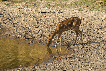 Axis Deer (Cervus axis), Bandhavgarh National Park, Madhya Pradesh, India, Asia