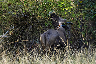 Indian Gaur (Bos gaurus), Bandhavgarh National Park, Madhya Pradesh, India, Asia