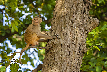 Rhesus macaque (Macaca mulatta), Bandhavgarh National Park, Madhya Pradesh, India, Asia