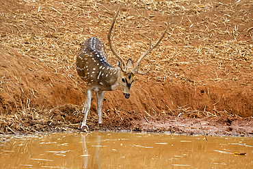 Axis Deer (Cervus axis), Bandhavgarh National Park, Madhya Pradesh, India, Asia