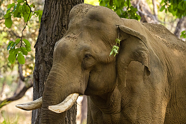 Indian Elephant (Elephas maximus), Bandhavgarh National Park, Madhya Pradesh, India, Asia