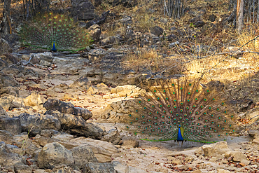 Indian Peafowl (Pavo cristatus) displaying, Bandhavgarh National Park, Madhya Pradesh, India, Asia