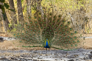 Indian Peafowl (Pavo cristatus) displaying, Bandhavgarh National Park, Madhya Pradesh, India, Asia