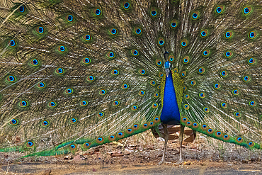 Indian Peafowl (Pavo cristatus) displaying, Bandhavgarh National Park, Madhya Pradesh, India, Asia