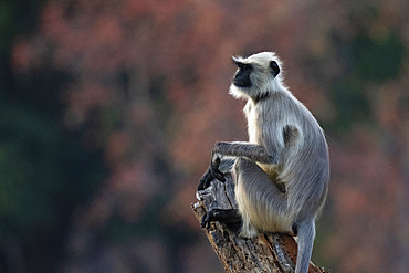 Common Langur (Semnopithecus Entellus), Bandhavgarh National Park, Madhya Pradesh, India, Asia