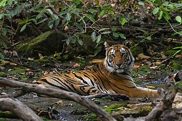 Bengal tiger (Panthera Tigris), Bandhavgarh National Park, Madhya Pradesh, India, Asia