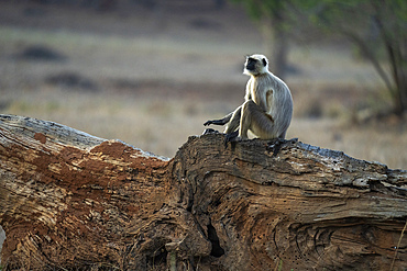 Common Langur (Semnopithecus Entellus), Bandhavgarh National Park, Madhya Pradesh, India, Asia