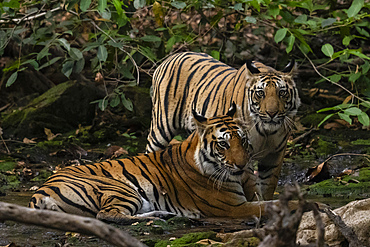 Bengal tiger (Panthera Tigris), Bandhavgarh National Park, Madhya Pradesh, India, Asia