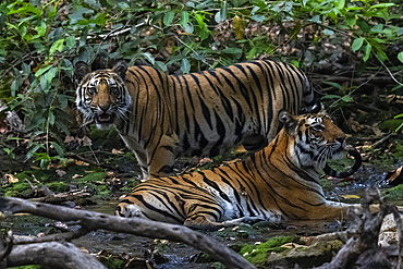 Bengal tiger (Panthera Tigris), Bandhavgarh National Park, Madhya Pradesh, India, Asia