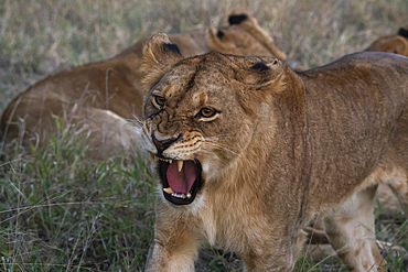 Lioness (Panthera leo), Sabi Sands Game Reserve, South Africa, Africa