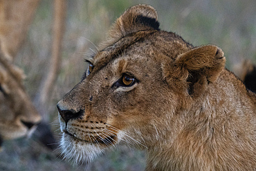 Lioness (Panthera leo), Sabi Sands Game Reserve, South Africa, Africa