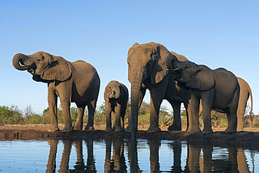 African elephants (Loxodonta africana) drinking at waterhole, Mashatu Game Reserve, Botswana, Africa