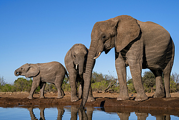 African elephants (Loxodonta africana) drinking at waterhole, Mashatu Game Reserve, Botswana, Africa