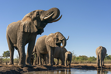 African elephants (Loxodonta africana) drinking at waterhole, Mashatu Game Reserve, Botswana, Africa