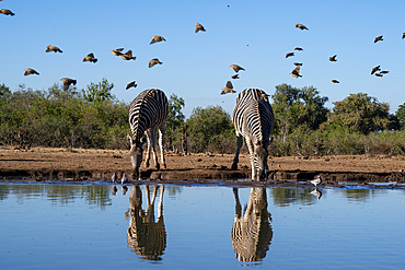 Plains zebras (Equus quagga) drinking at waterhole, Mashatu Game Reserve, Botswana, Africa