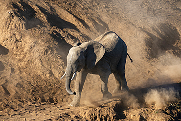 African elephant calf (Loxodonta africana) walking in the dust, Mashatu Game Reserve, Botswana, Africa