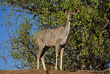 Greater kudu female (Tragelaphus strepsiceros), Mashatu Game Reserve, Botswana, Africa