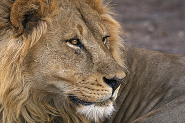 Male lion (Panthera leo), Mashatu Game Reserve, Botswana, Africa