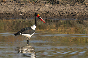 Saddle-billed Stork (Ephippiorhynchus senegalensis) fishing in a waterhole, Okavango Delta, Botswana, Africa