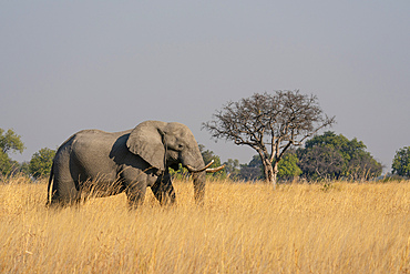 African elephant (Loxodonta africana), Okavango Delta, Botswana, Africa