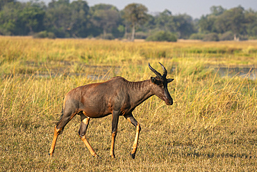 Tsessebe (Damaliscus lunatus), Okavango Delta, Botswana, Africa