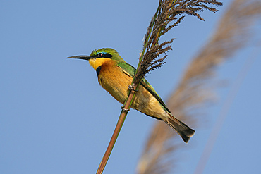 Little Bee-eater (Merops pusillus), Okavango Delta, Botswana, Africa