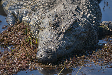 Nile crocodile (Crocodylus niloticus) in the river Chobe, Chobe National Park, Botswana, Africa