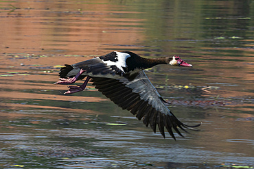 Spur-winged Goose (Plectropterus gambensis) in flight, Chobe National Park, Botswana, Africa