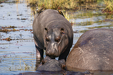 Hippopotamus (Hippopotamus amphibius) in the river Chobe, Chobe National Park, Botswana, Africa