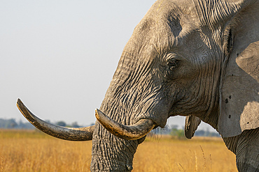 Portrait of an African elephant (Loxodonta africana), Okavango Delta, Botswana, Africa