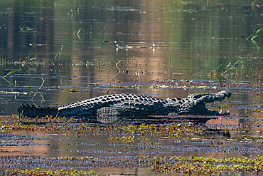 Nile crocodile (Crocodylus niloticus) mouth open in the river Chobe, Chobe National Park, Botswana, Africa