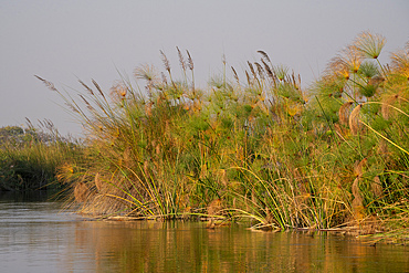 Papyrus (Papyrus sp), Okavango Delta, Botswana, Africa