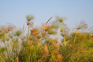 Papyrus (Papyrus sp), Okavango Delta, Botswana, Africa