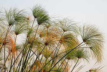 Papyrus (Papyrus sp), Okavango Delta, Botswana, Africa