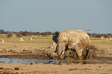 African elephant (Loxodonta africana) at waterhole, Nxai Pan National Park, Botswana, Africa