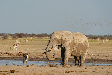 African elephant (Loxodonta africana) and springboks (Antidorcas marsupialis) at waterhole, Nxai Pan National Park, Botswana, Africa