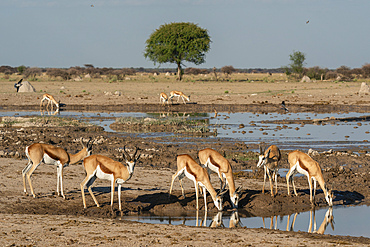 Springboks (Antidorcas marsupialis), Nxai Pan National Park, Botswana, Africa