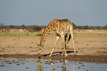 Giraffe (Giraffa camelopardalis) drinking at a waterhole, Nxai Pan National Park, Botswana, Africa