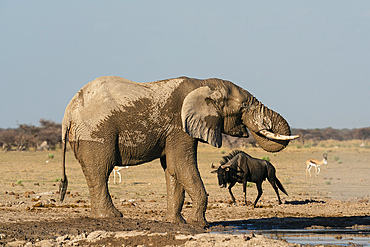 African elephant (Loxodonta africana) and wildebeets (Gnu) (Connochaetes taurinus) at waterhole, Nxai Pan National Park, Botswana, Africa