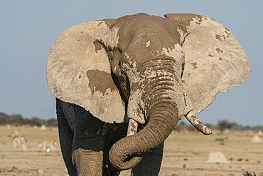 African elephant (Loxodonta africana), Nxai Pan National Park, Botswana, Africa