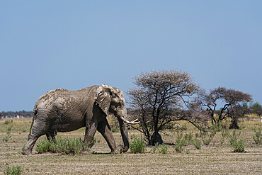 African elephant (Loxodonta africana), Nxai Pan National Park, Botswana, Africa