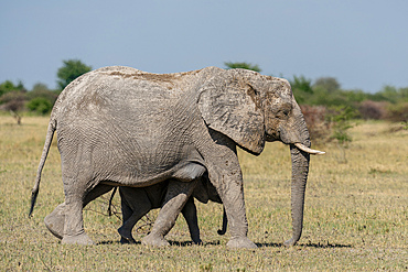 African elephants (Loxodonta africana), Nxai Pan National Park, Botswana, Africa