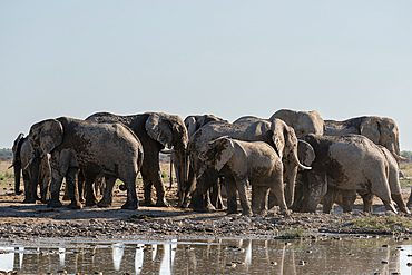 African elephants (Loxodonta africana) at waterhole, Nxai Pan National Park, Botswana, Africa