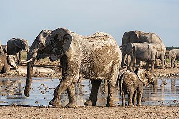 African elephants (Loxodonta africana) at waterhole, Nxai Pan National Park, Botswana, Africa