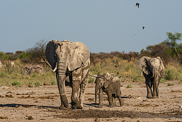 African elephants (Loxodonta africana) at waterhole, Nxai Pan National Park, Botswana, Africa