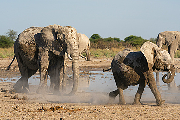 African elephants (Loxodonta africana) at waterhole, Nxai Pan National Park, Botswana, Africa